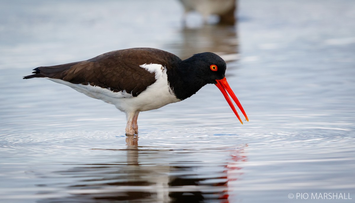 American Oystercatcher - ML252321451