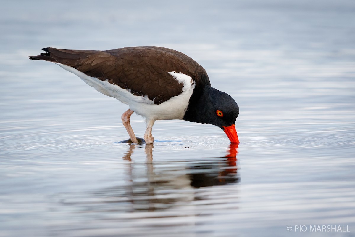 American Oystercatcher - ML252321471