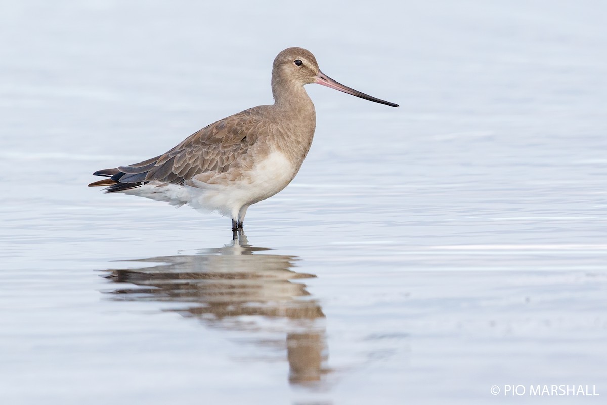 Hudsonian Godwit - ML252321631