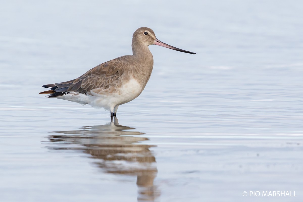 Hudsonian Godwit - ML252321641