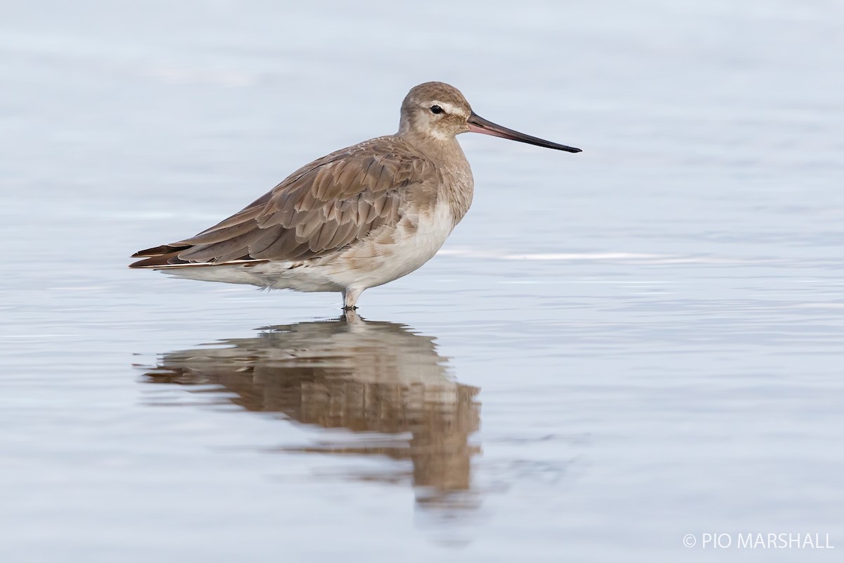 Hudsonian Godwit - ML252321651