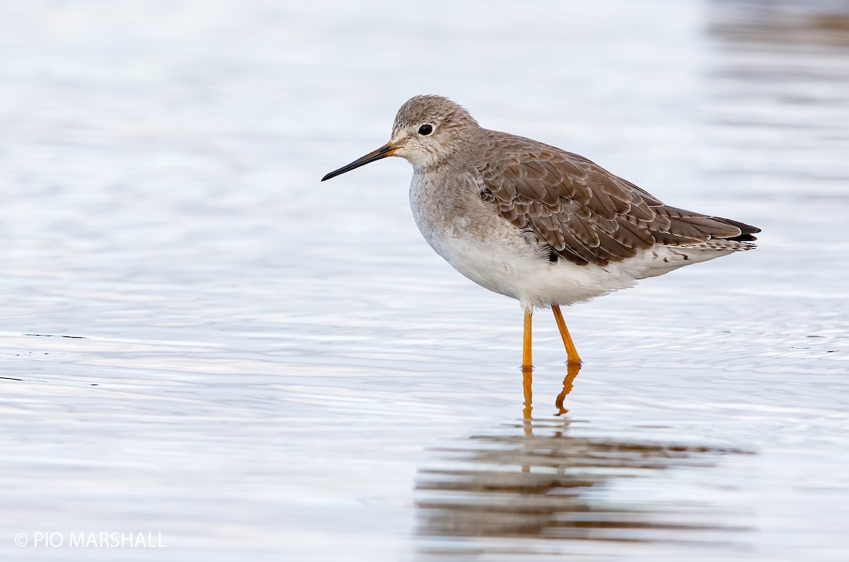 Lesser Yellowlegs - ML252321761