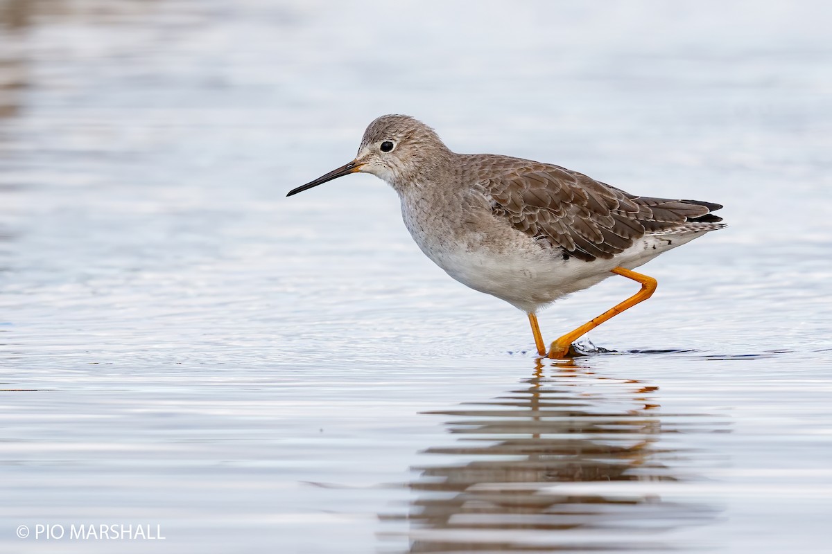 Lesser Yellowlegs - ML252321771