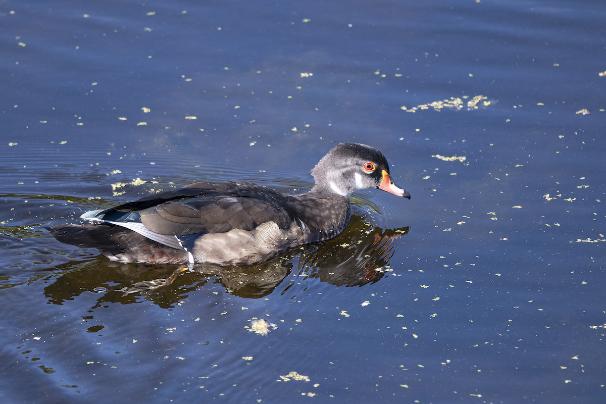 Pato Joyuyo - ML252323131