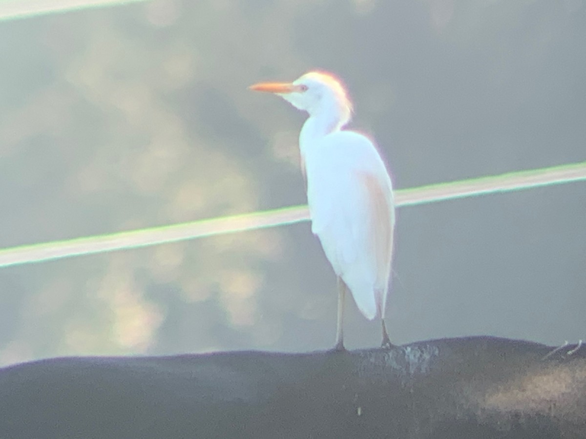 Western Cattle-Egret - ML252323921