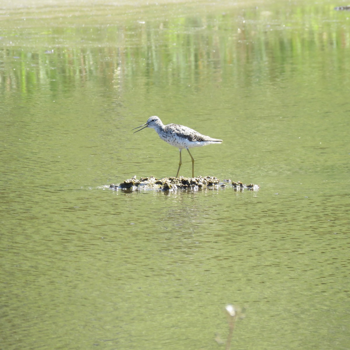 Lesser Yellowlegs - Elizabeth Laver-Holencik