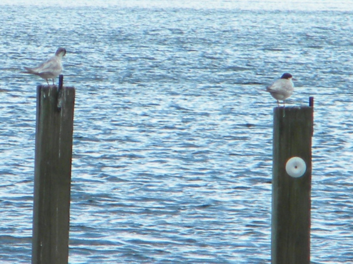 Forster's Tern - ML252324381