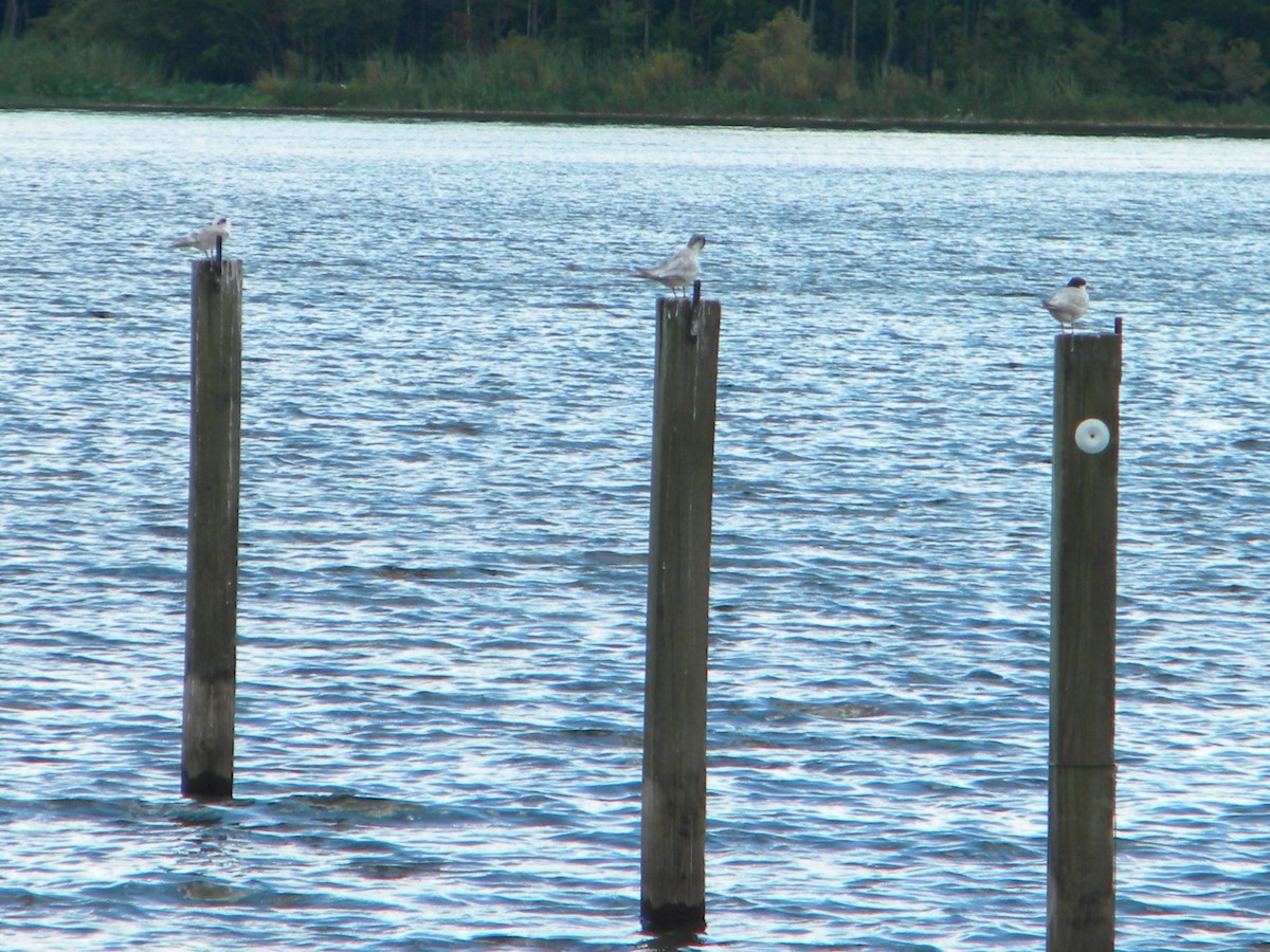 Forster's Tern - ML252324421