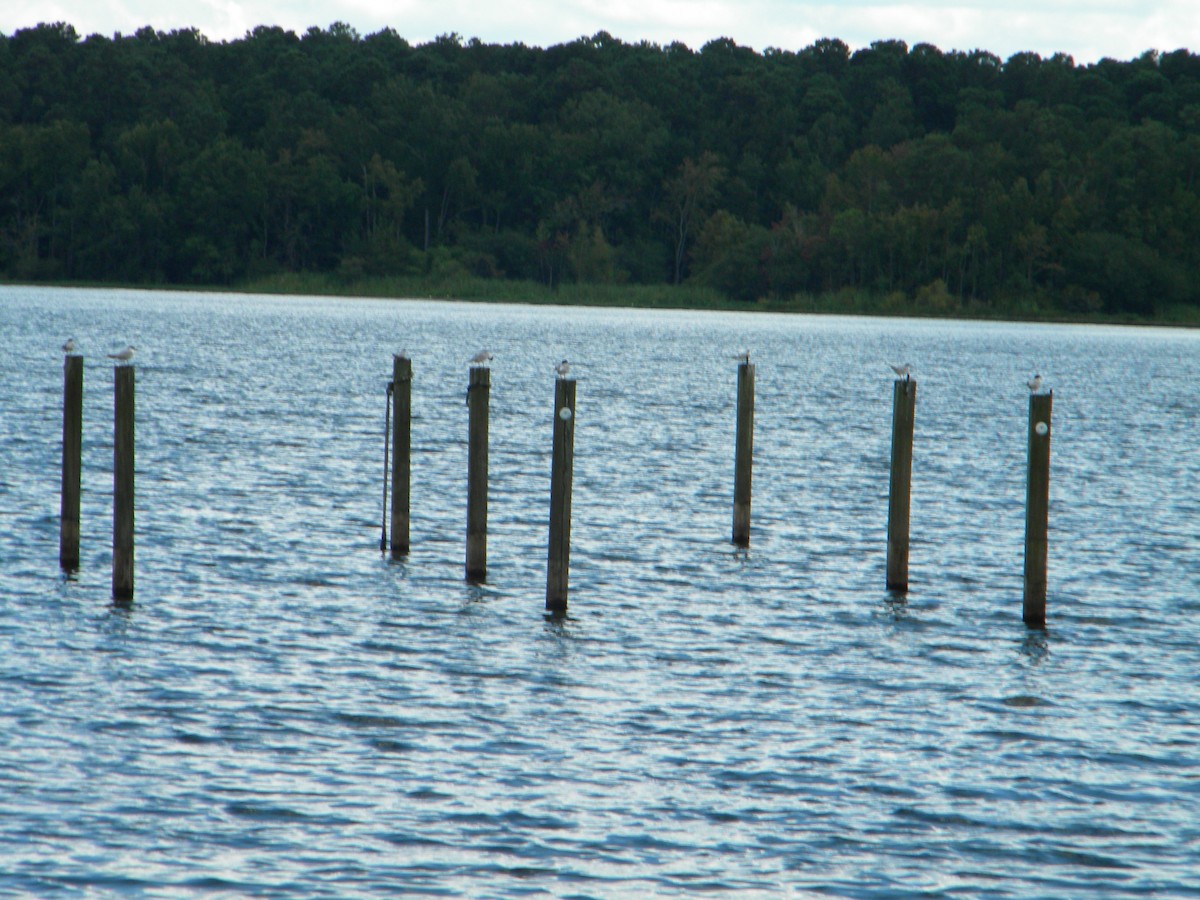 Forster's Tern - ML252324491