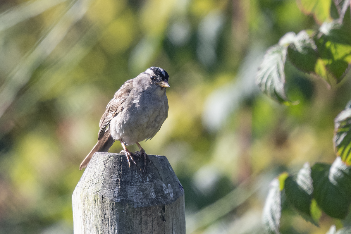 White-crowned Sparrow - ML252324621