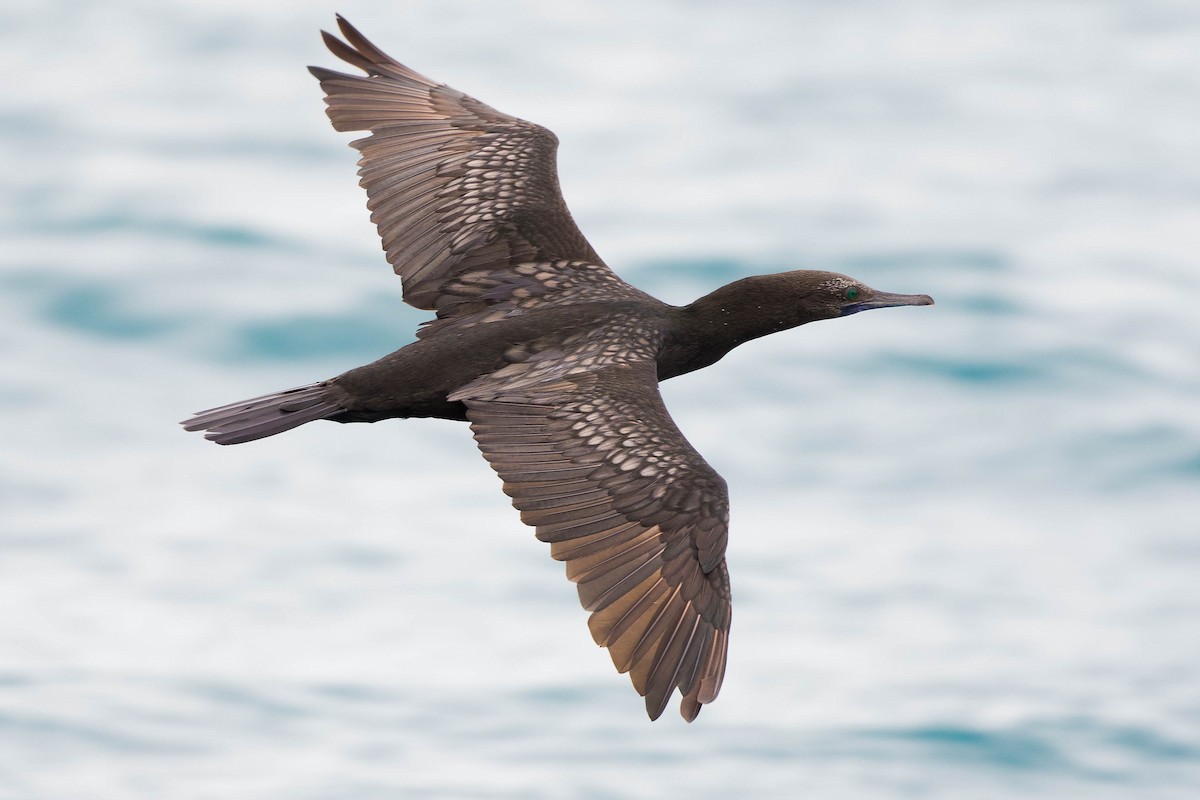 Little Black Cormorant - ML252326221