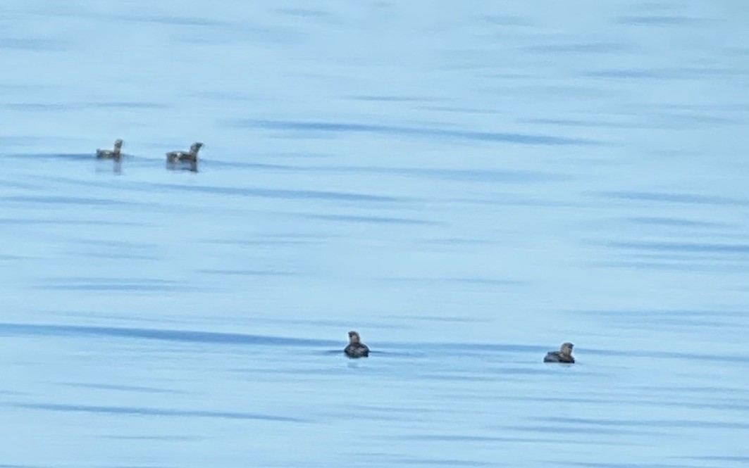 Marbled Murrelet - ML252326551