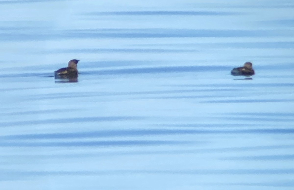 Marbled Murrelet - ML252327821