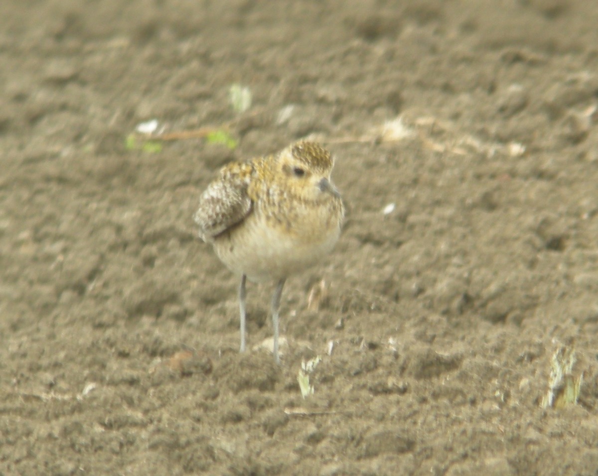 Pluvier fauve - ML252328391