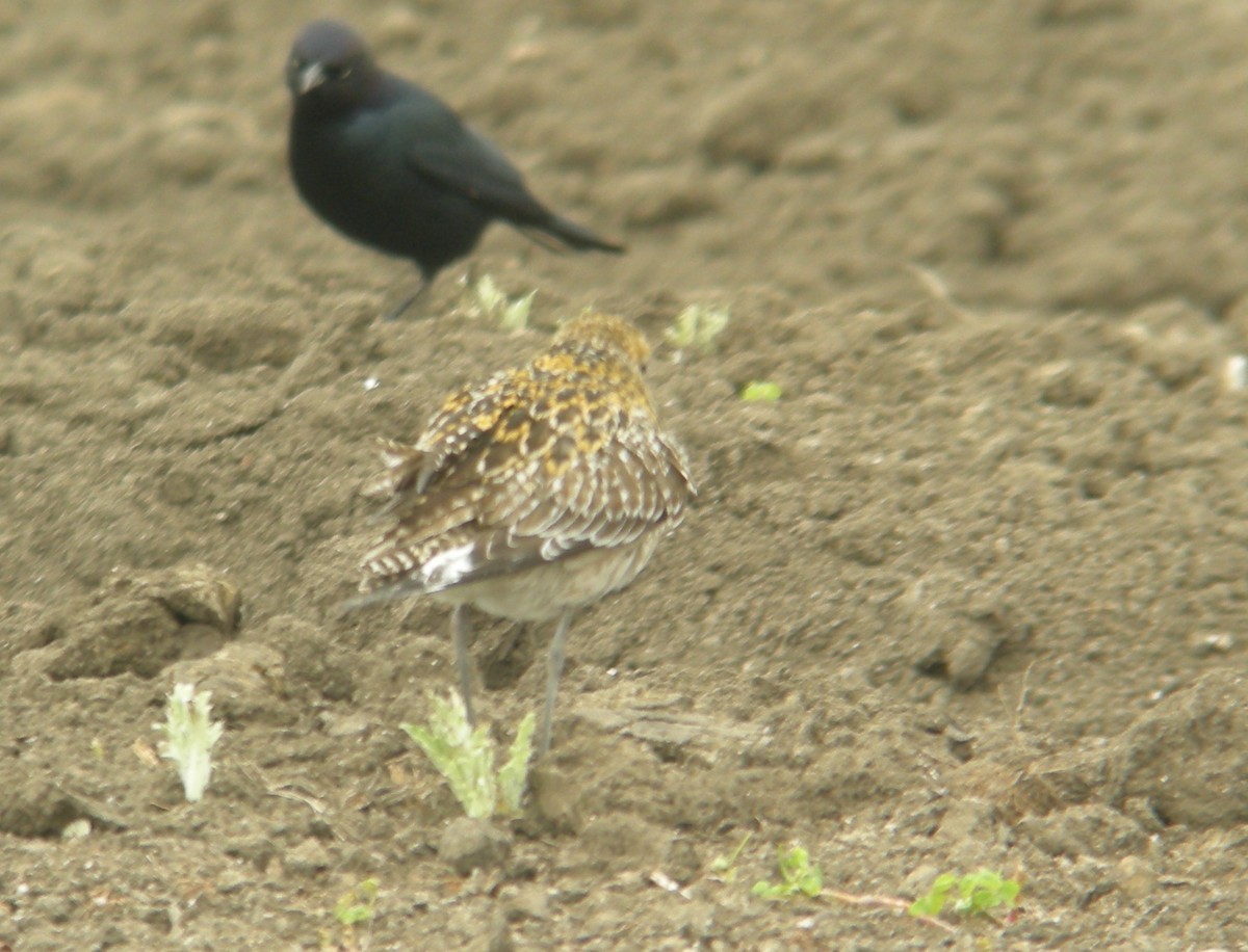 Pluvier fauve - ML252328401