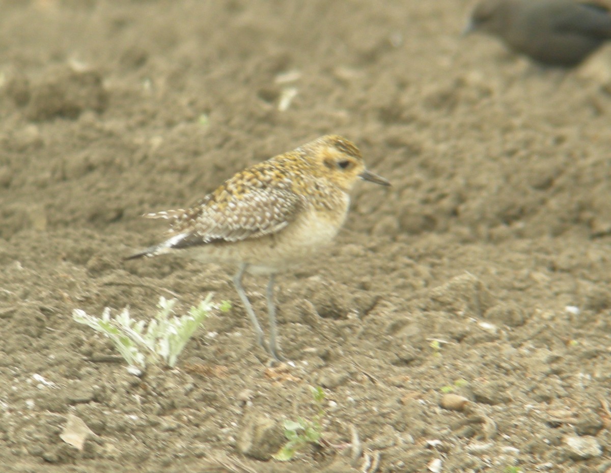 Pluvier fauve - ML252328411