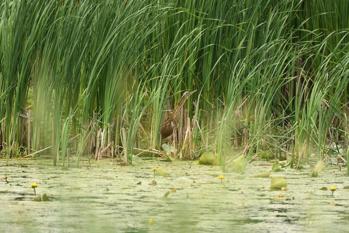 American Bittern - ML252328641