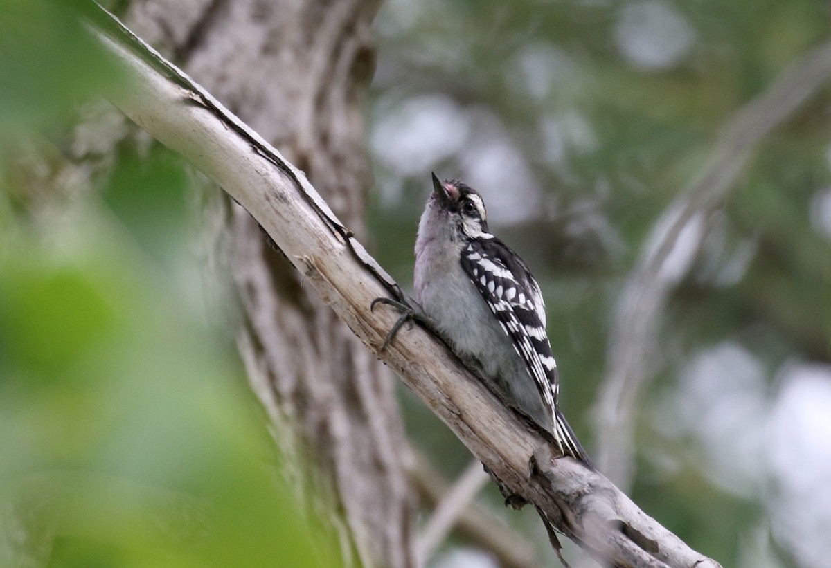 Downy Woodpecker (Eastern) - ML252329451