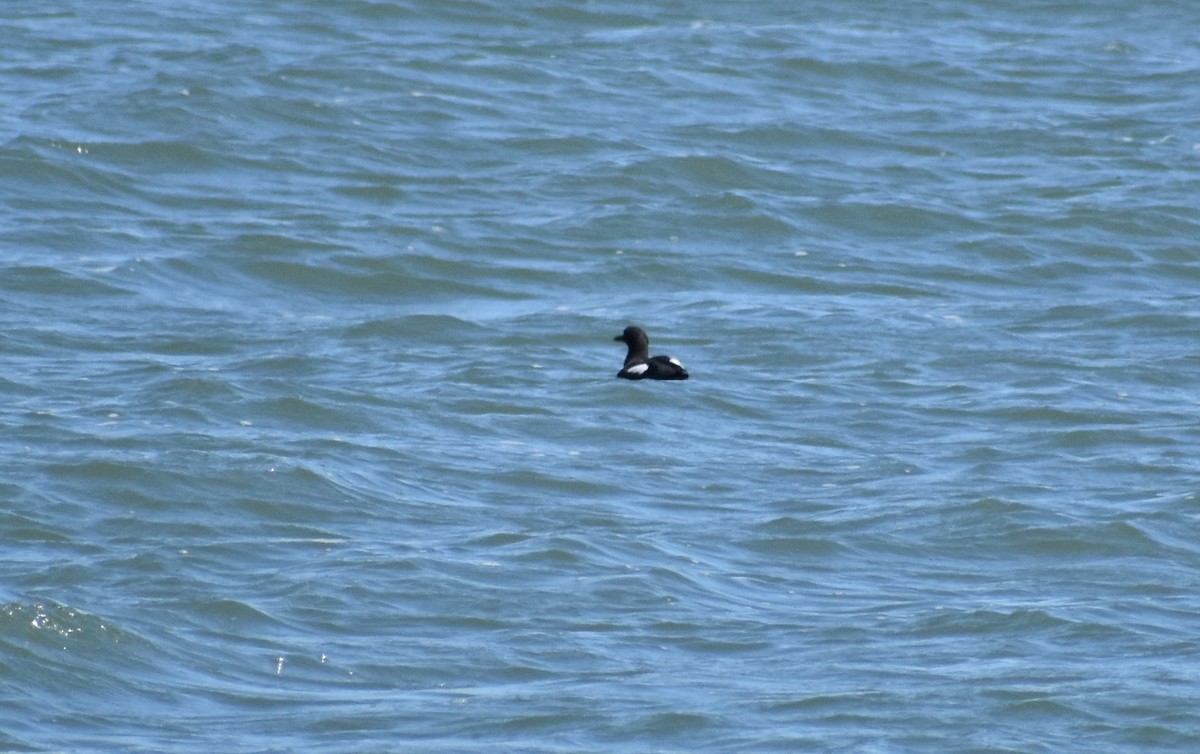 Pigeon Guillemot - ML252332781