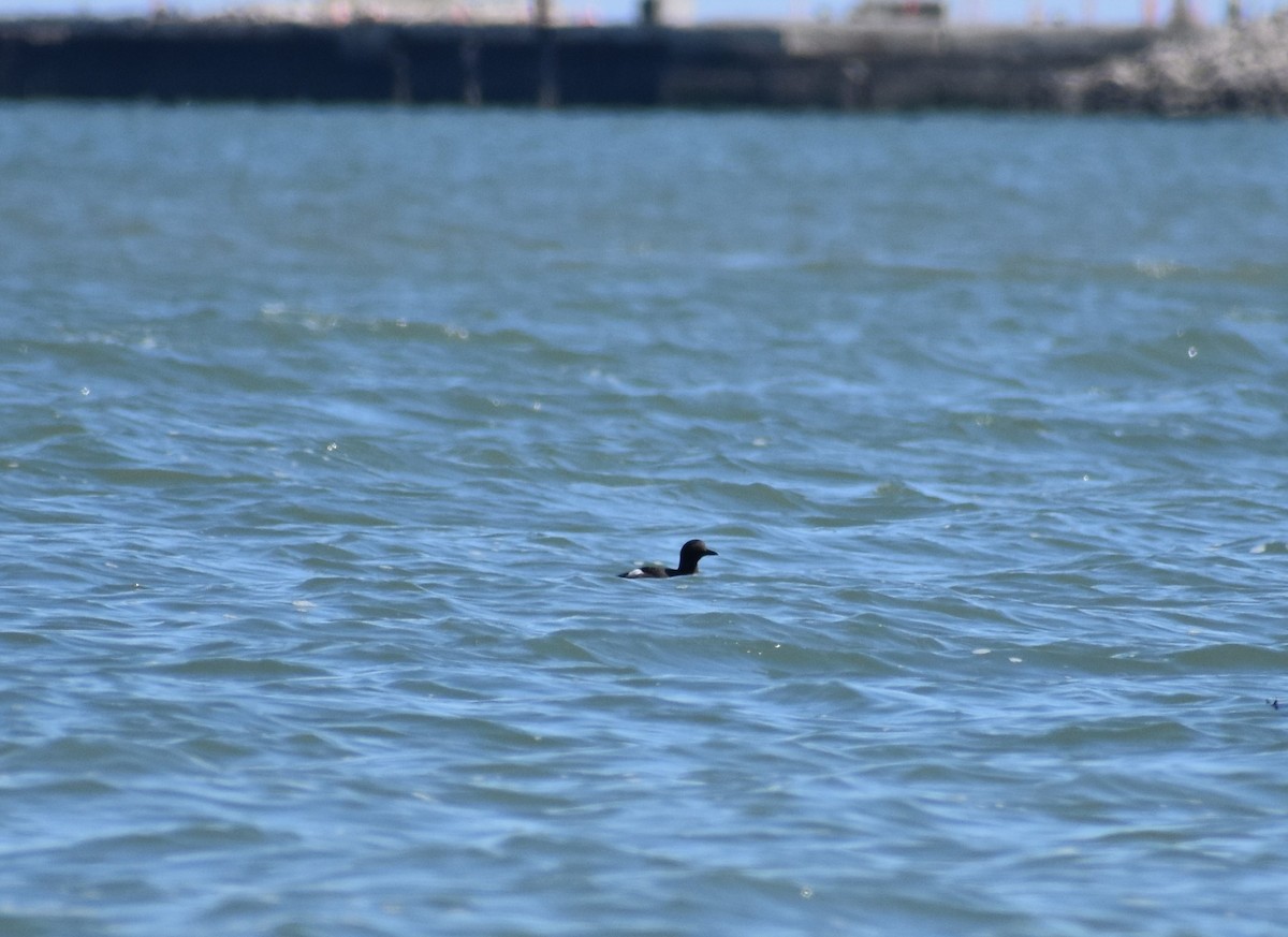 Pigeon Guillemot - ML252332801