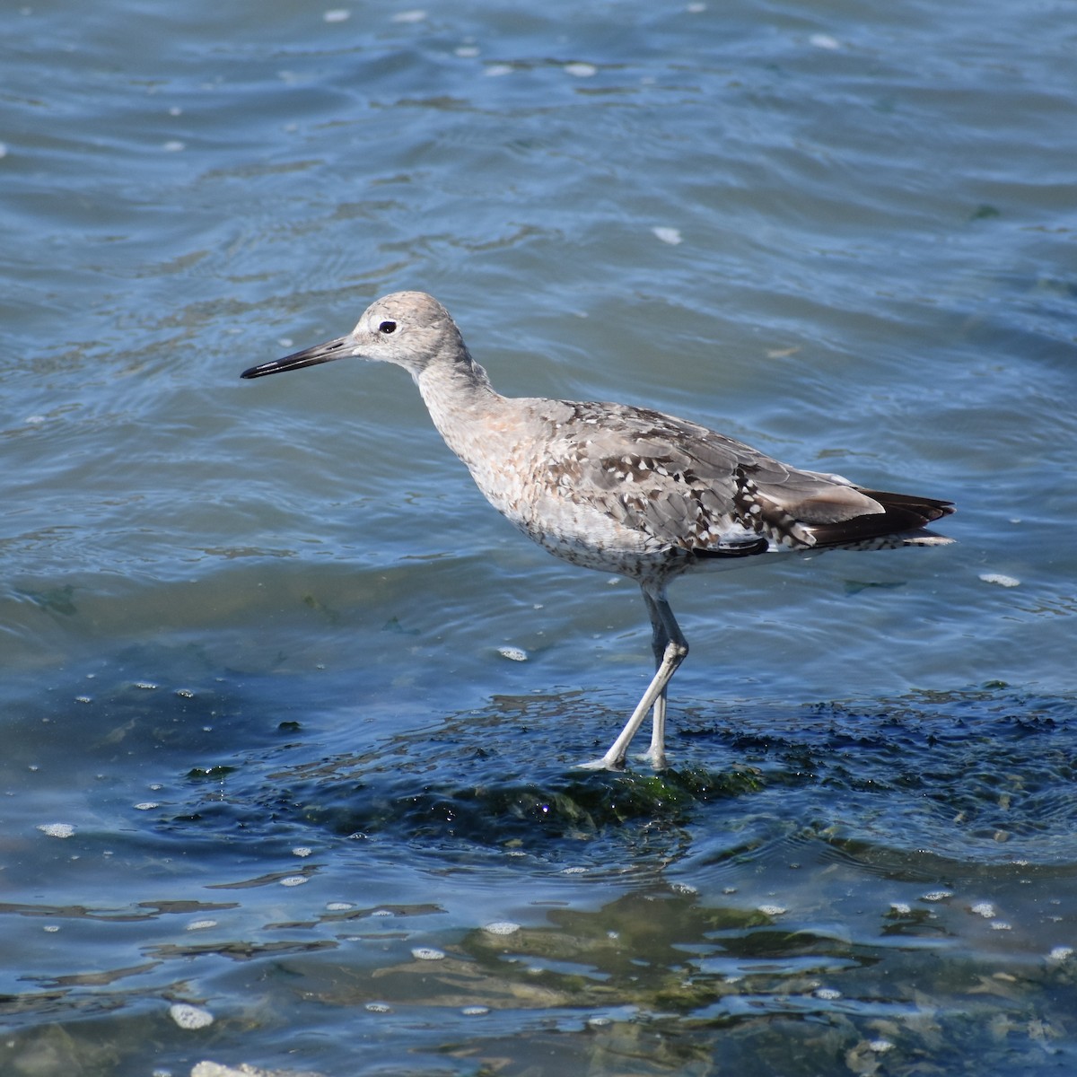 Willet - ML252332831