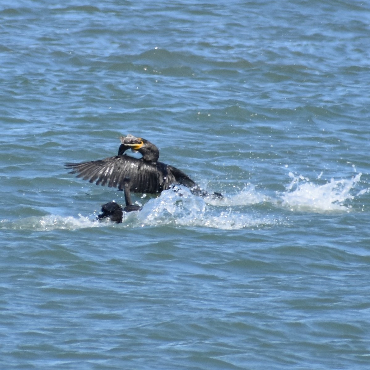 Double-crested Cormorant - ML252332841