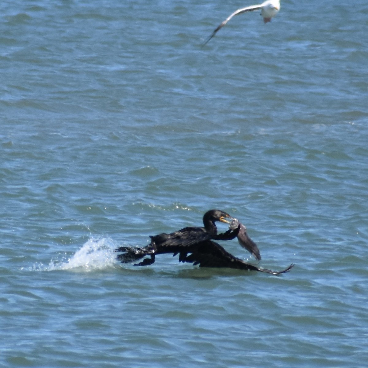 Double-crested Cormorant - ML252332851