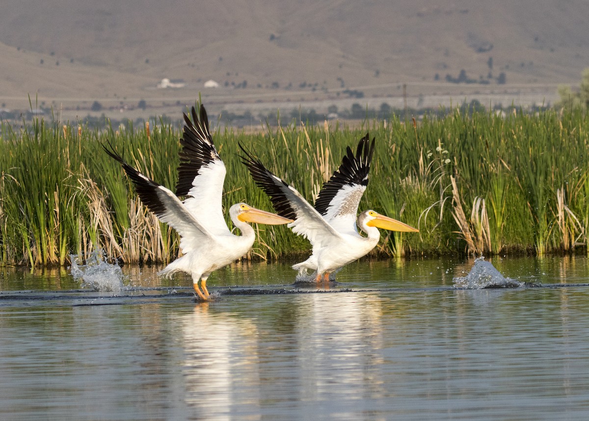 American White Pelican - Bob Martinka