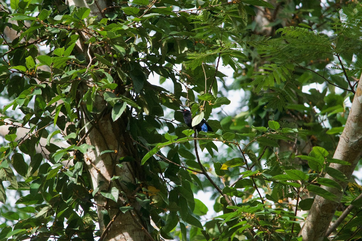 Palawan Fairy-bluebird - ML252335941