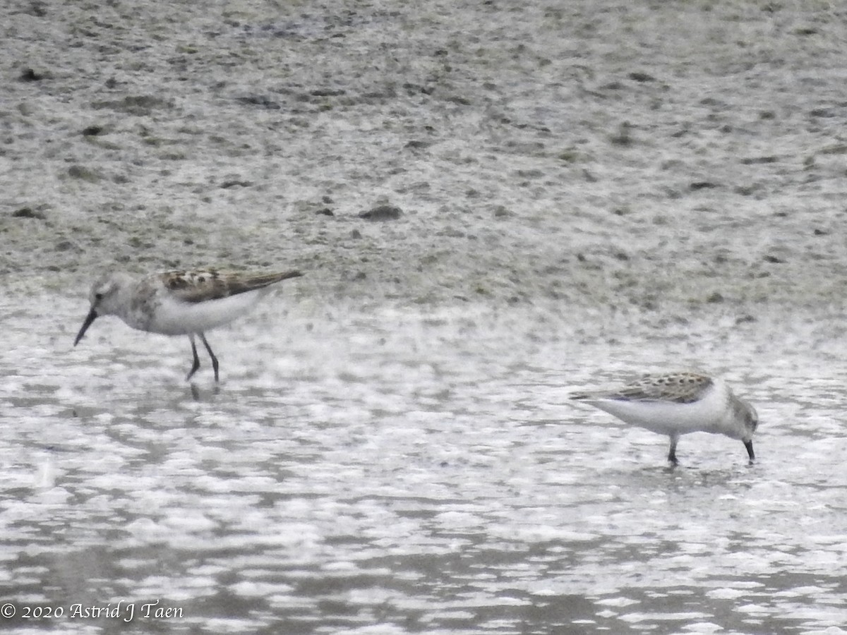 Western Sandpiper - ML252336031