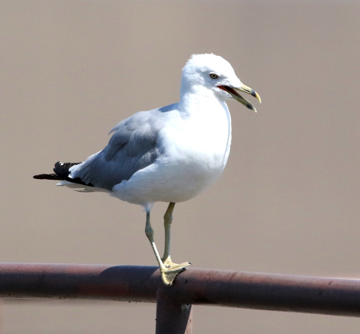 Ring-billed Gull - Mark  Ludwick