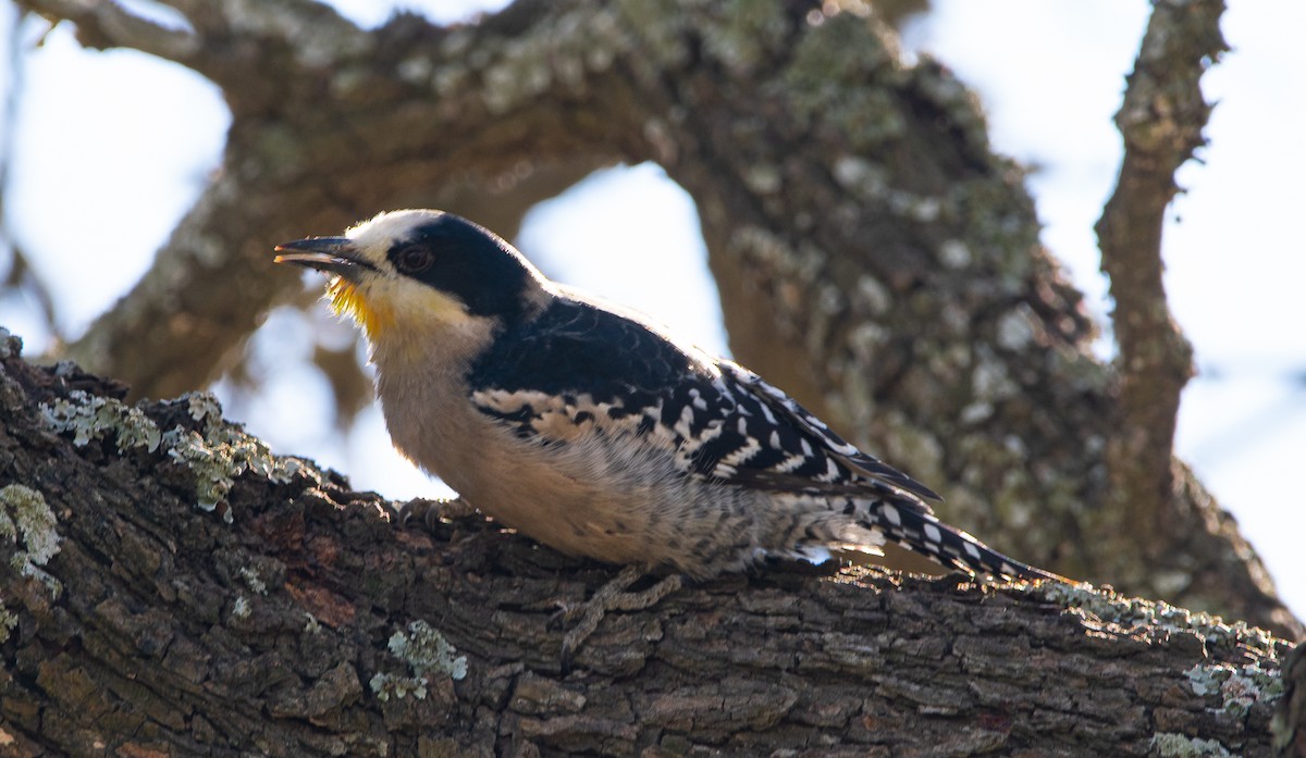 White-fronted Woodpecker - ML252338171