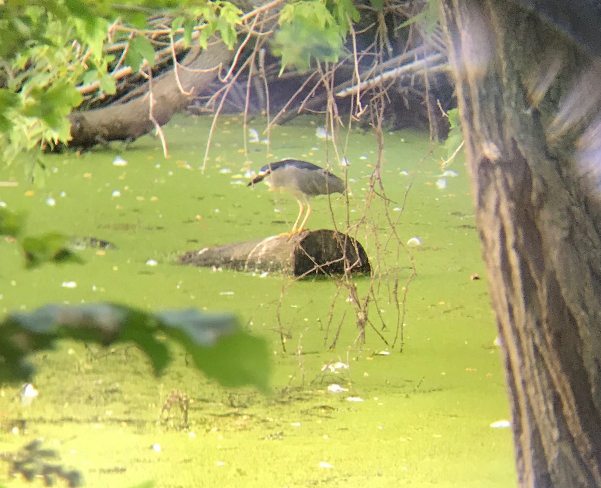 Black-crowned Night Heron - Julia Evans