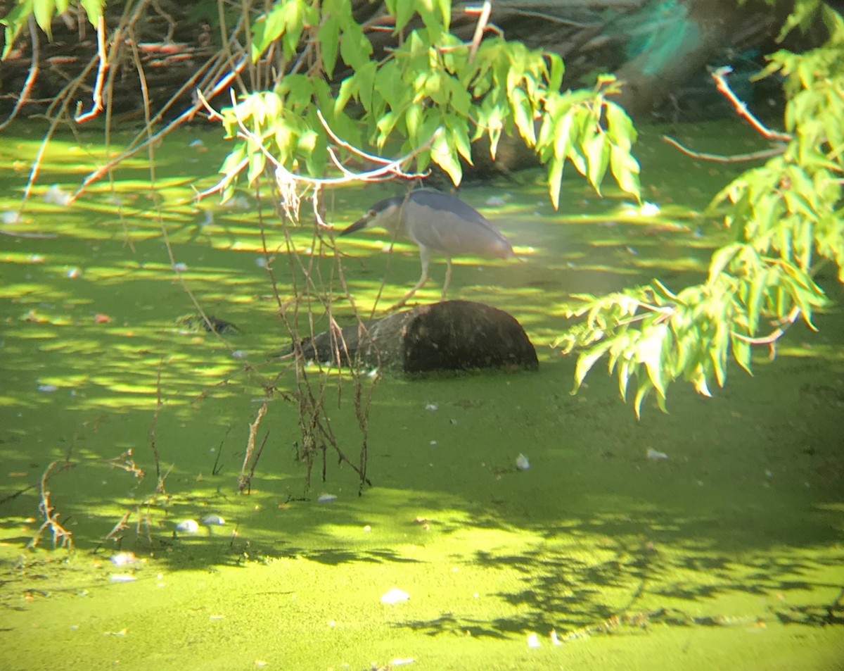 Black-crowned Night Heron - ML252338761