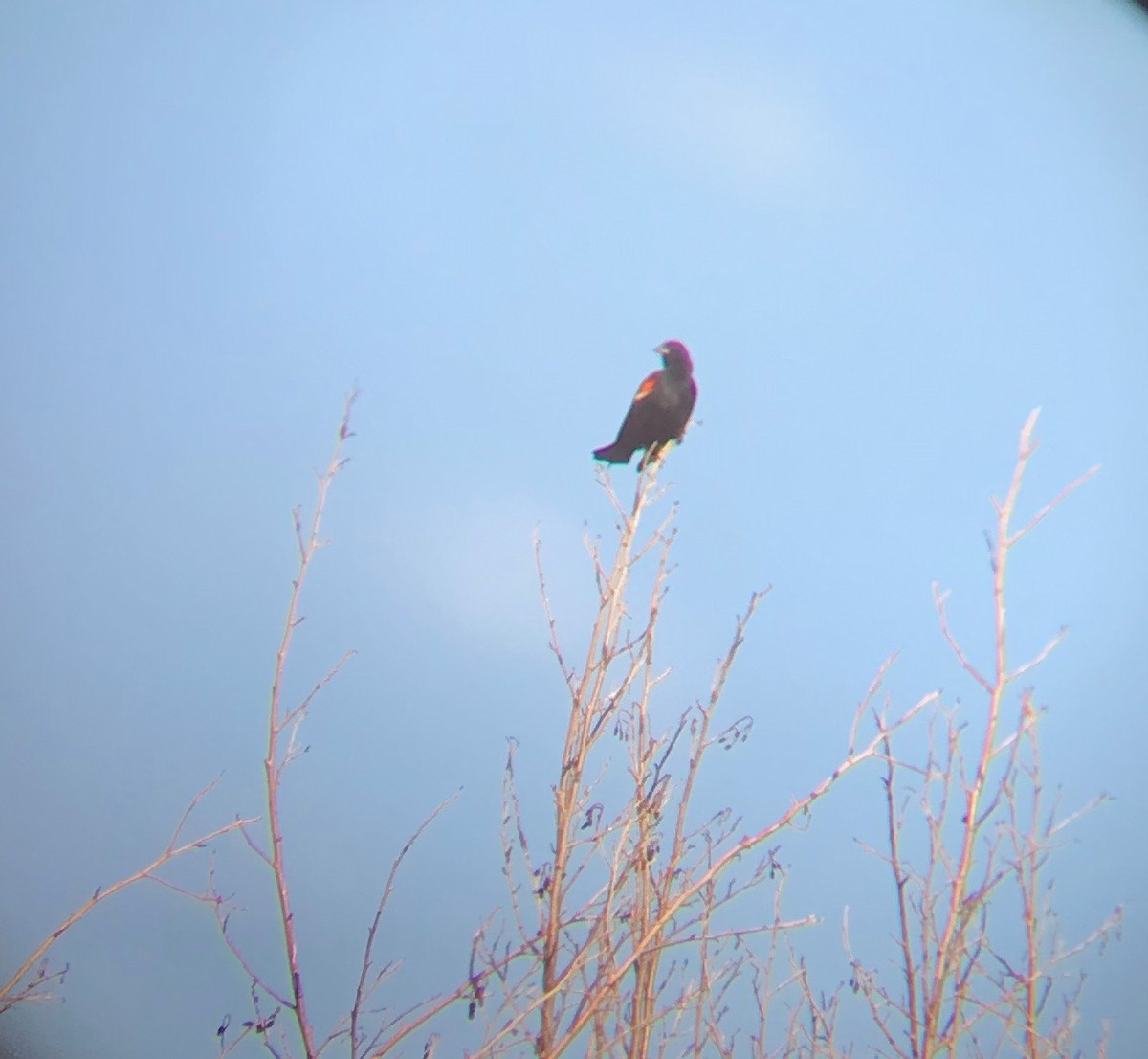 Red-winged Blackbird - Julia Evans