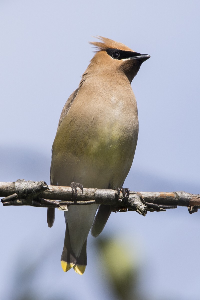 Cedar Waxwing - ML252340311