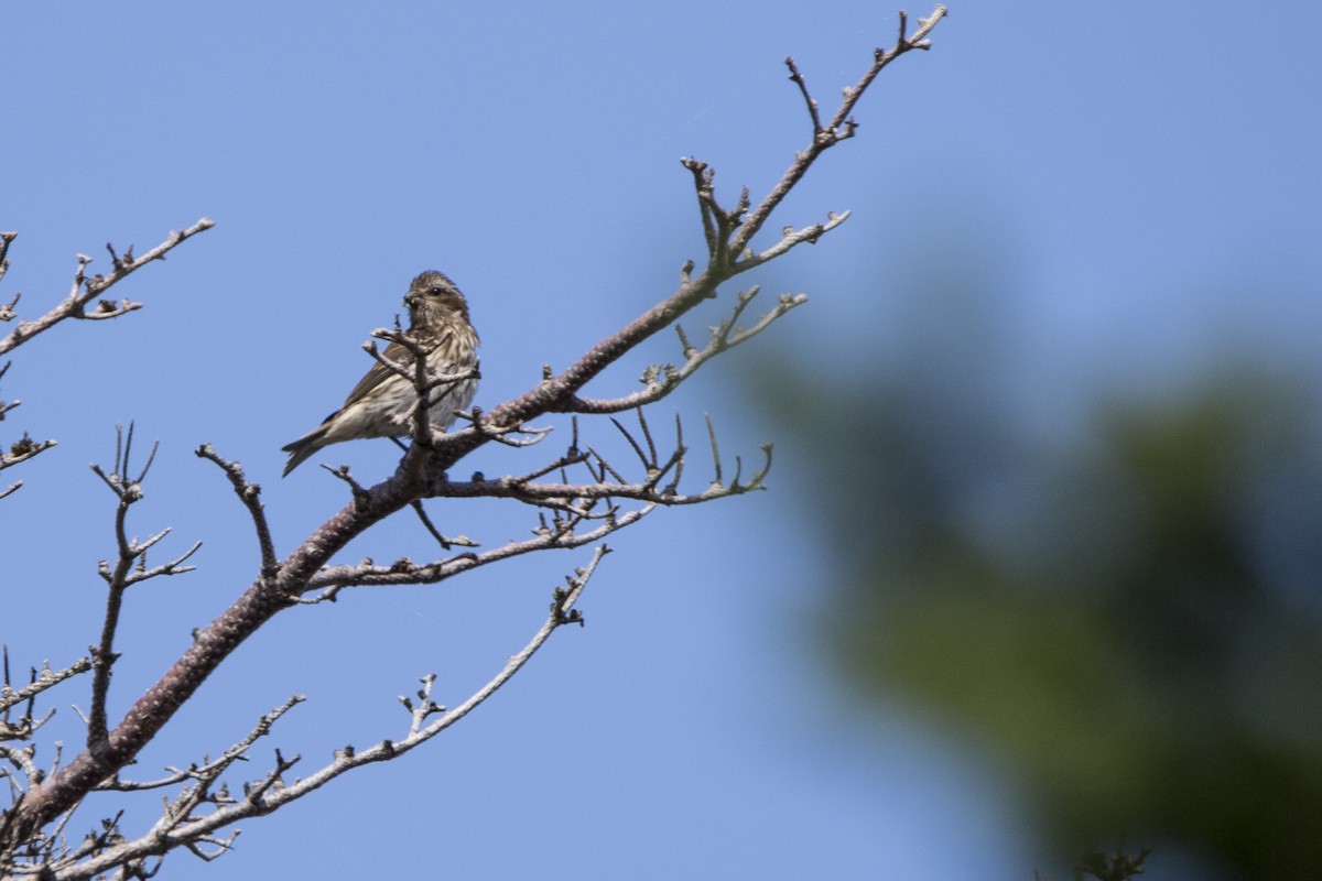 Purple Finch - ML252340401