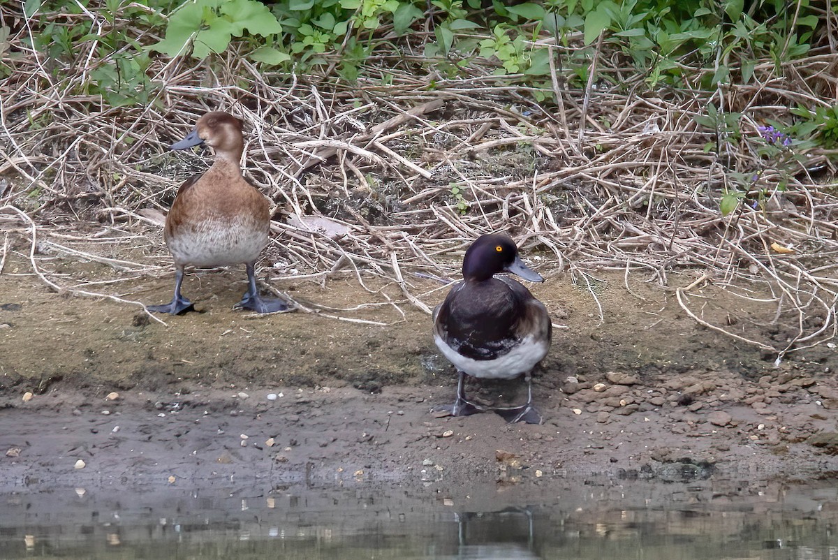 Lesser Scaup - Roger Hagerman