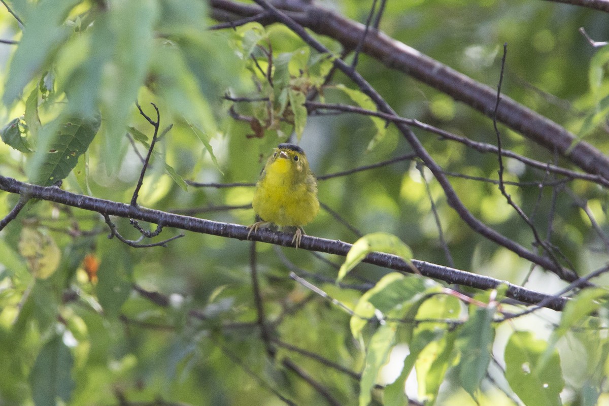 Wilson's Warbler - ML252340491