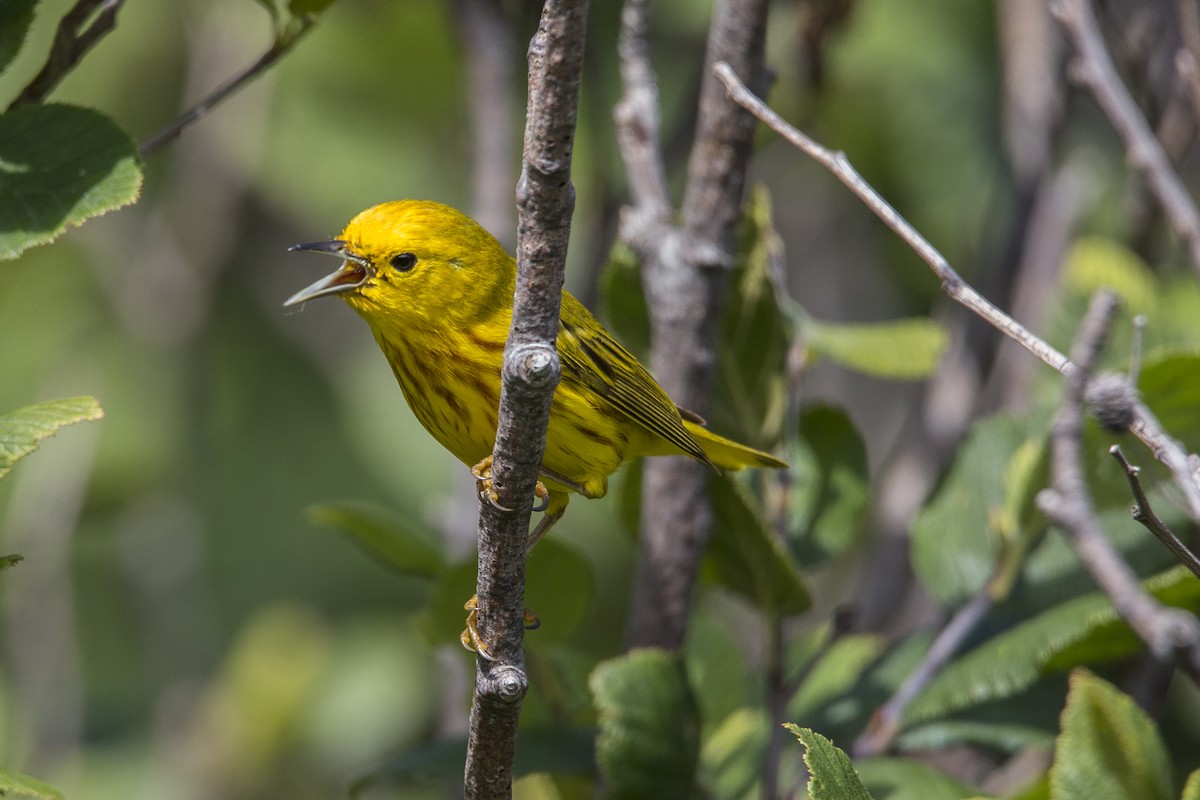 Yellow Warbler - ML252340621