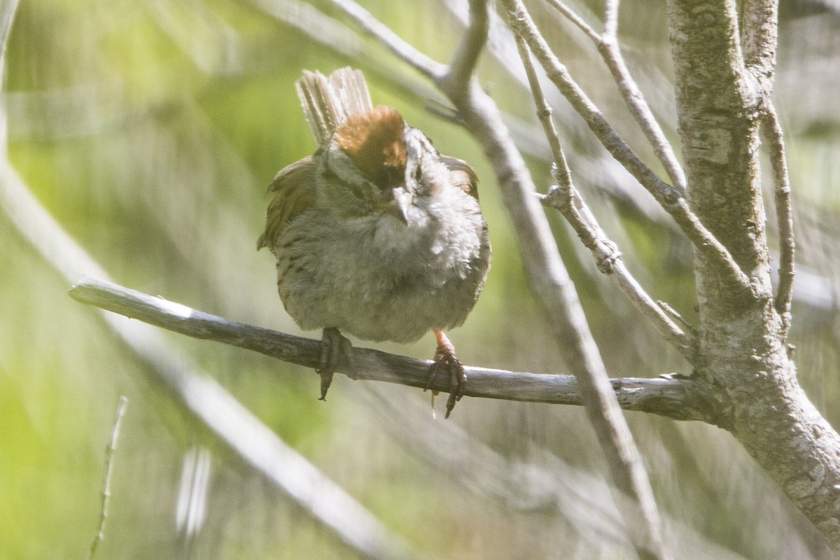 Swamp Sparrow - ML252340641