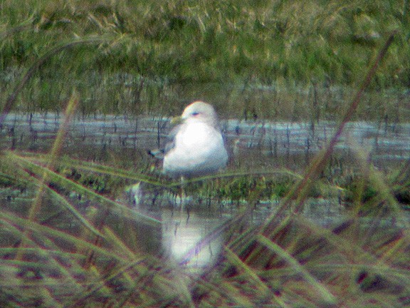 Short-billed Gull - ML25234071