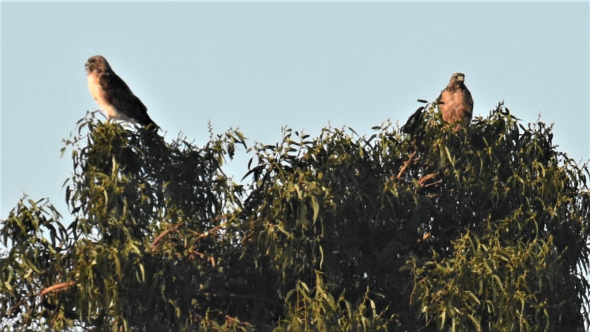 Red-tailed Hawk - ML252340991