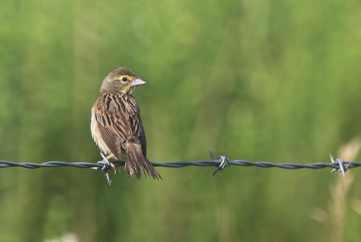 Dickcissel - Joshua Uffman