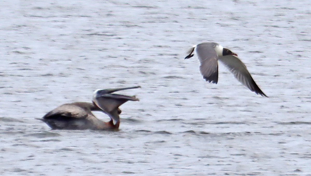 Brown Pelican - ML252345971