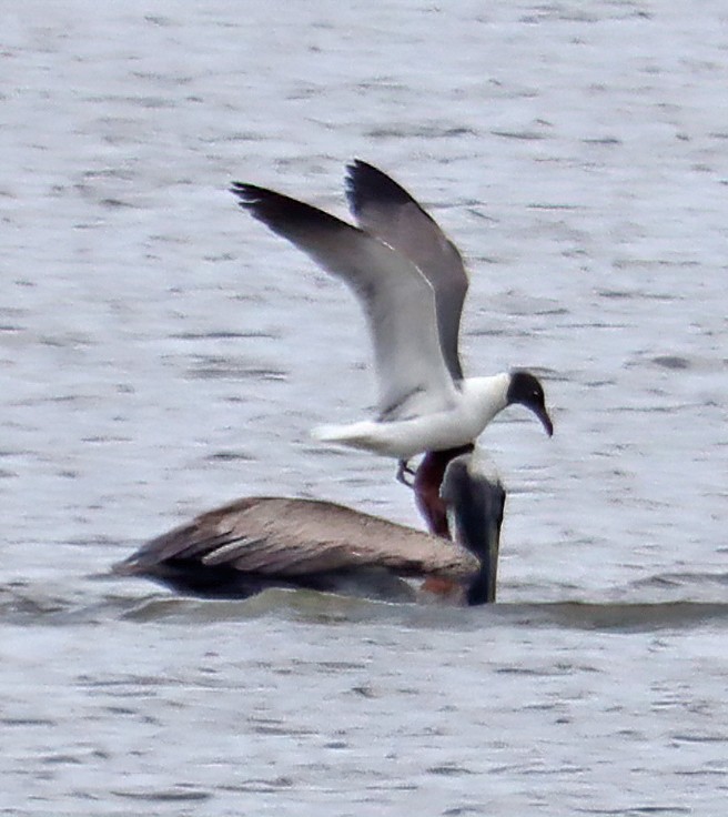 Laughing Gull - ML252345991