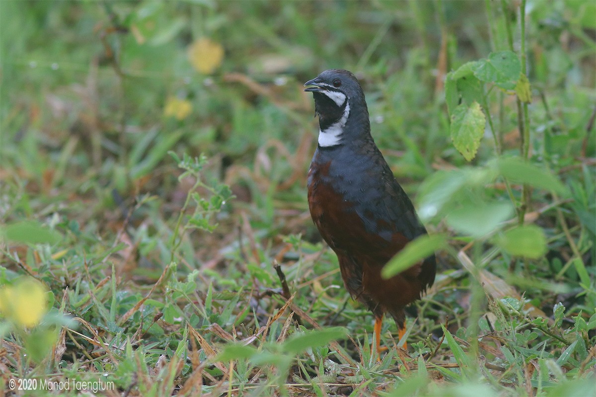 Blue-breasted Quail - ML252346121