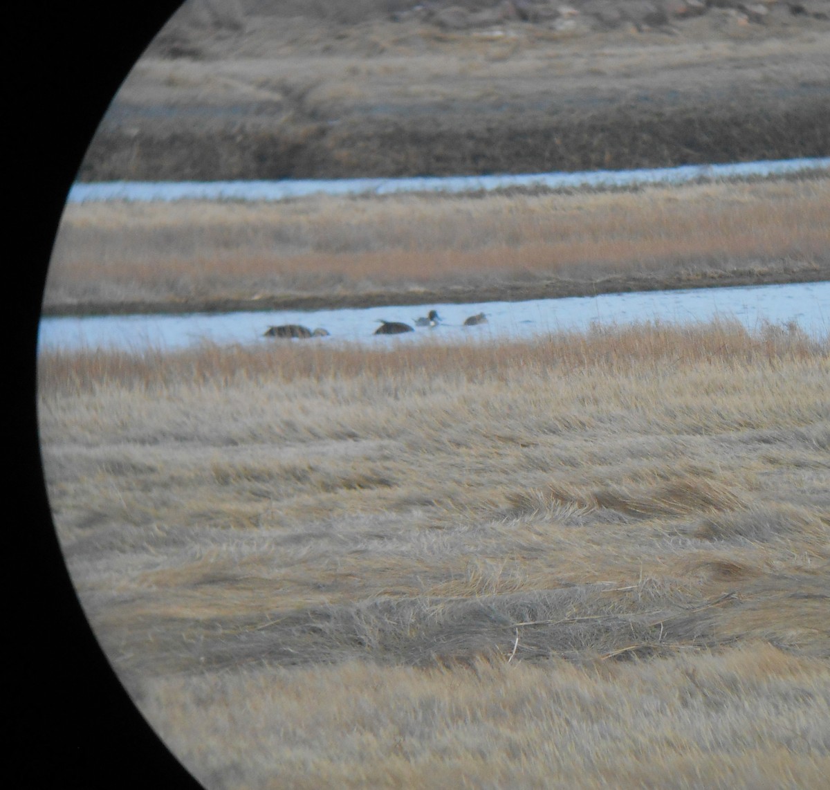 Northern Pintail - ML25234631