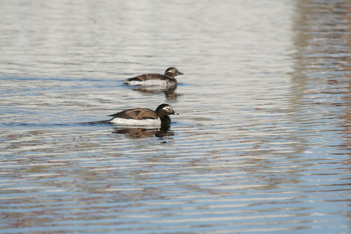 Long-tailed Duck - Don-Jean Léandri-Breton