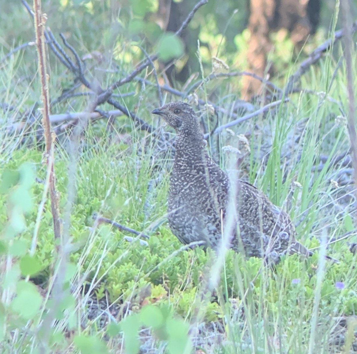Dusky Grouse - ML252350191